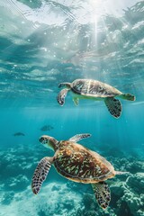 Obraz premium A couple of sea turtles diving amid the sparkling blue ocean near a coral reef, with sun rays piercing through