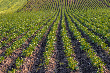 Ripening planted potato field