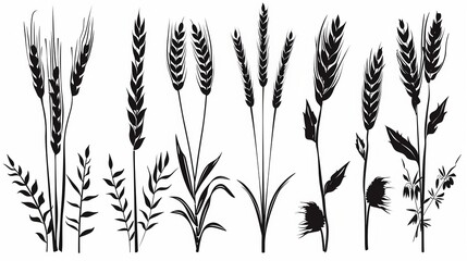 Vector illustration black silhouette shape of wheat ear