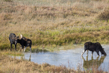Bull and Cow Moose Rutting in Wyoming in Autumn