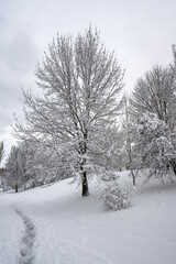 Winter Landscape of South Park in city of Sofia, Bulgaria