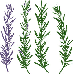Obraz premium Vector Lavender and Rosemary Illustrations Signifying Tranquility and Nature