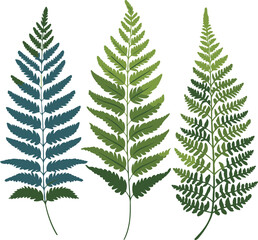 Obraz premium Vector Illustration of Three Fern Leaves Representing Growth and Diversity
