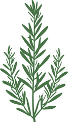 Simple Rosemary Herb Illustration on White Background