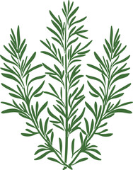 Illustration of Rosemary Herb Plant Representing Natural Healing and Flavor