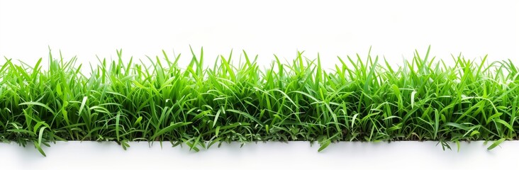 Obraz premium Green grass border isolated on white background, studio shot, high resolution, long illustration