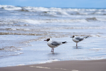 seagulls on the beach on a cold windy day in Majori Jurmala Riga Latvia
