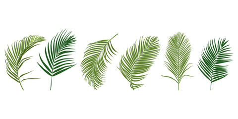 Tropical leaves vector set. Palm leaf isolated on white background. Simple flat vector.