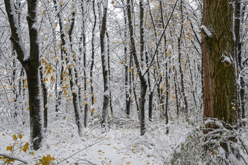 Winter Landscape of South Park in city of Sofia, Bulgaria
