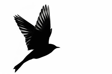 Obraz premium The silhouette of a bird soaring in the sky against white background