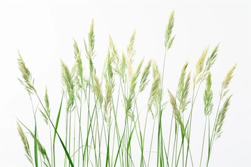 A group of wild grasses gathered in a minimalist arrangement on white