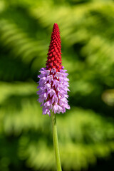 Close up of an orchid primrose (Primula vialii) flower in bloom