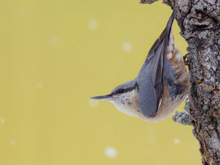 Eurasian nuthatch on a tree trunk with soft yellow background