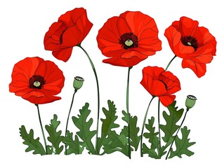 Fototapeta premium red poppies isolated on white background 