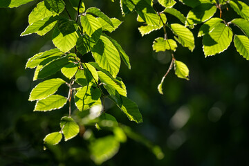 Fresh beech leaves on a twig.