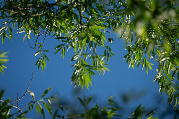Fresh green willow leaves and blue sky. © lapis2380