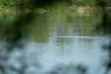 A duck with young swims in a pond.