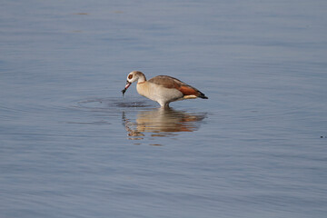 Egyptian goose eating algae