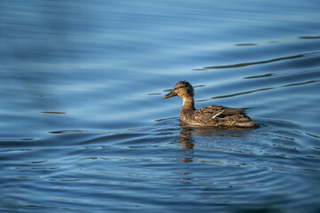 A young duck swims wet on the surface of the pond in close-up.
