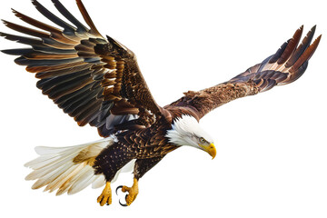 Fototapeta premium A PNG image portrays an eagle