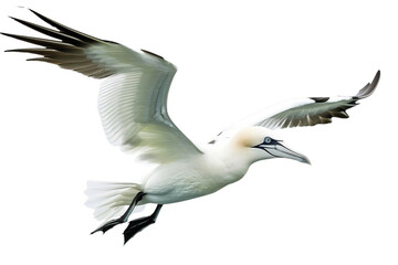 Obraz premium PNG Animal bird wildlife seabird