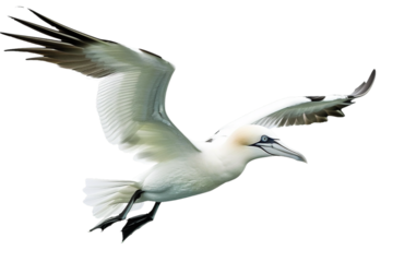 PNG Animal bird wildlife seabird
