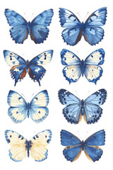 Vintage Common Blue butterflies illustrations set
