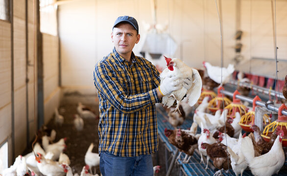 Serious young male farmer holding chicken and cheking health of hens on poultry farm