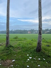 Paddy field view in the morning