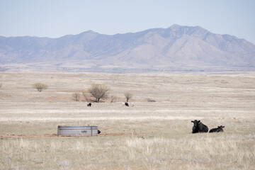 Obraz premium sonoita az arizona wine country cow moo calf mom mommy moo mountain blue purple nature wildlife beauty windmill farm farmhouse water drinking laying animals animal grass green az arizonacountry, so