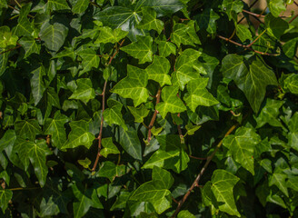 Ivy texture. A wall of fresh green leaves as a botanical background. Hedera Canariensis, Algerian...