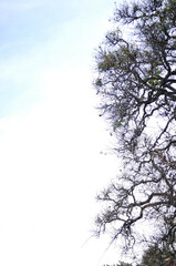 Leafless Branches Against the Sky: Stark and Serene Nature Silhouette