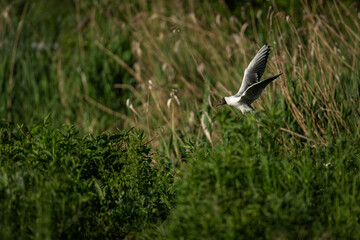 Adult seagull flying over reeds.