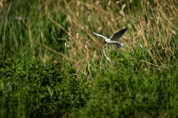 Adult seagull flying over reeds.