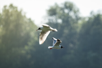 An adult seagull flying high with trees in the background.