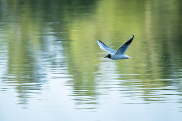 Adult seagull flying above the water surface.