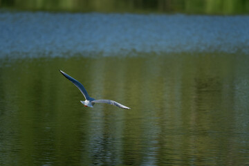 Adult seagull flying above the water surface.