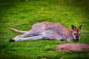 Kangaroo resting on grass