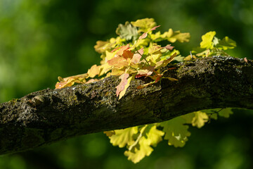 Young green oak leaves on a branch.