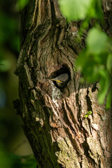 Fototapeta premium A young starling bird peeks out of a hole in the trunk.