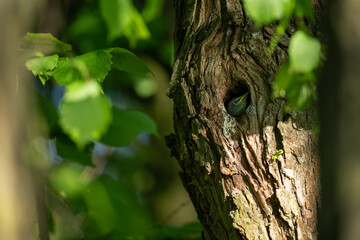 Obraz premium A young starling bird peeks out of a hole in the trunk.