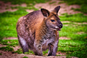 Wallaby standing on grassy ground