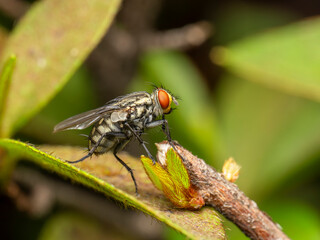 Beautiful fly
