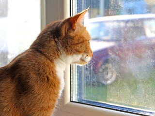 A red haired cat with a white mustache and a belly looks out the window against the background of the street in the sunlight in the evening. Pet, portrait, interior, view, street view