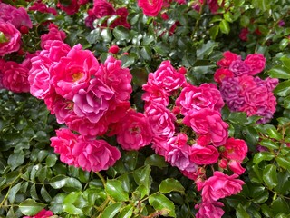 rosiers roses, arbuste grimpant  a petites fleurs en été 