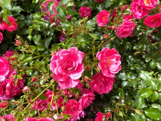 rosiers roses, arbuste grimpant  a petites fleurs en été 