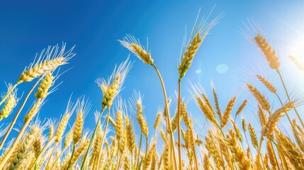 Obraz premium Mature wheat growing in a field beneath a clear blue sky