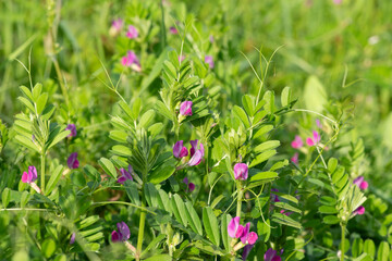 Close up of common vetch (vicia sativa) flowers in bloom