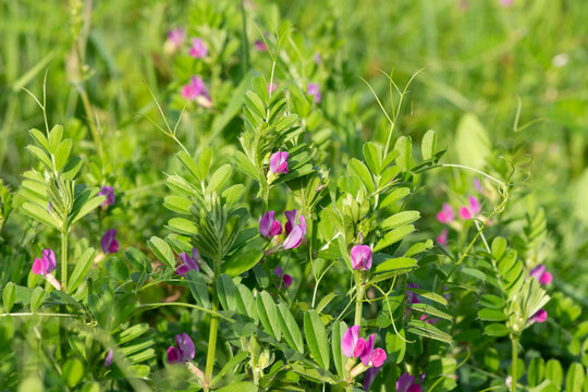 Close up of common vetch (vicia sativa) flowers in bloom
