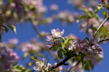 Beautiful pink apple blossoms on a blue sky background